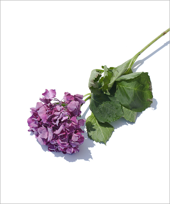 flowers3s.jpg