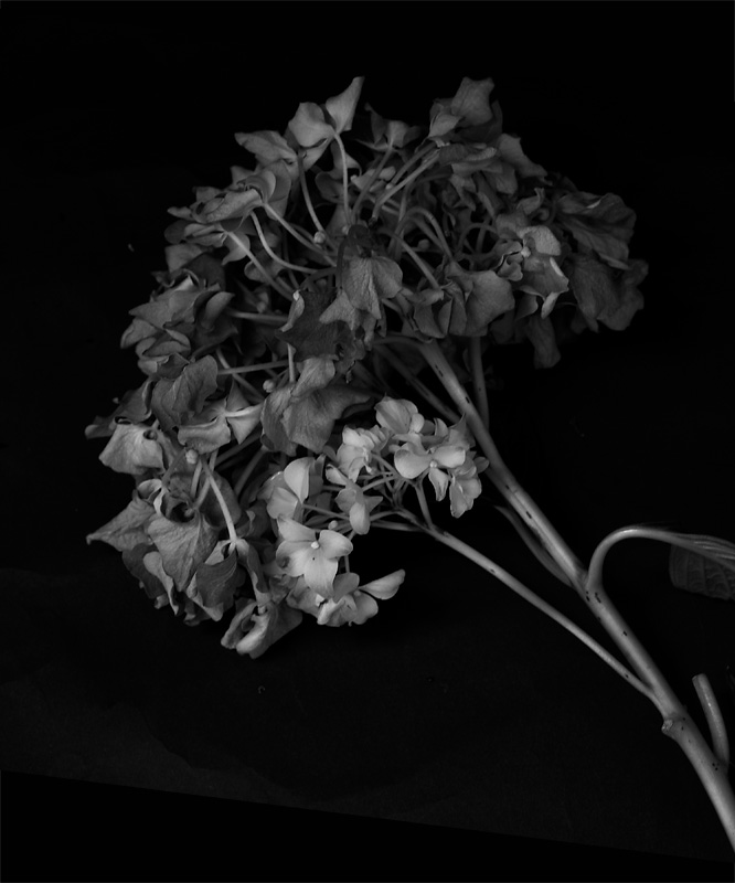 flowers3ss.jpg